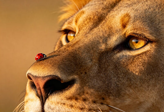 The Lady and the Lion Art Print